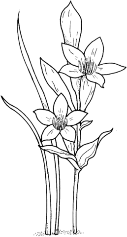 Daffodil Or Narcissus Or Jonquil Coloring Page